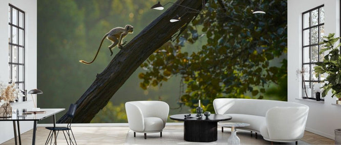 PHOTOWALL / Hanuman Langur on a Tree (e93358)