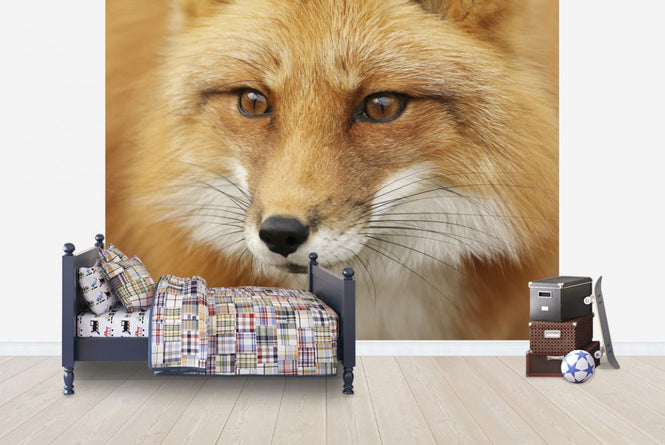 PHOTOWALL / Red Fox (e19131)