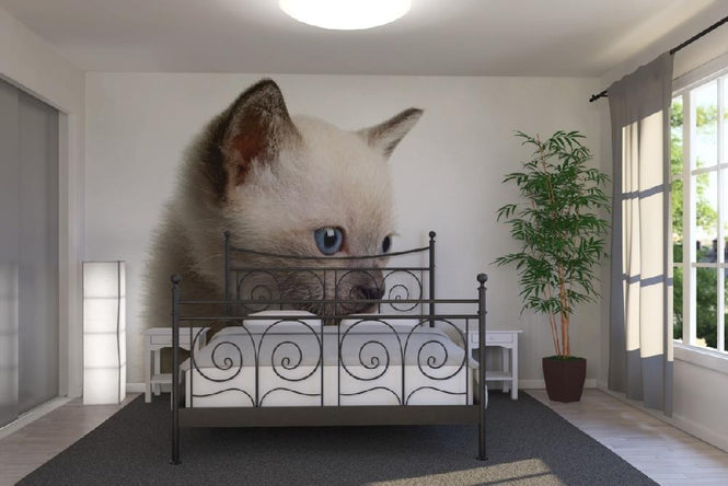 PHOTOWALL / Blue Eyed Kitten (e9019)