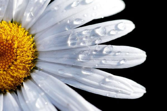 PHOTOWALL / Daisy Close up (e1842)