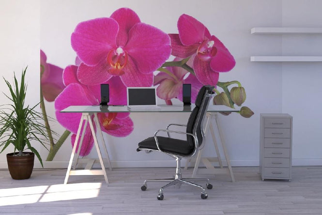 PHOTOWALL / Orchid - White Background (e19498)