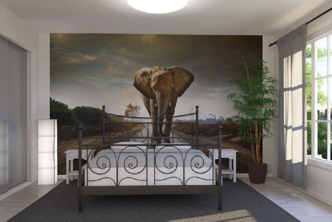 PHOTOWALL / Elephant Road (e20978)