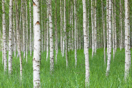 PHOTOWALL / Birch Forest &amp; Green Grass (e23072)