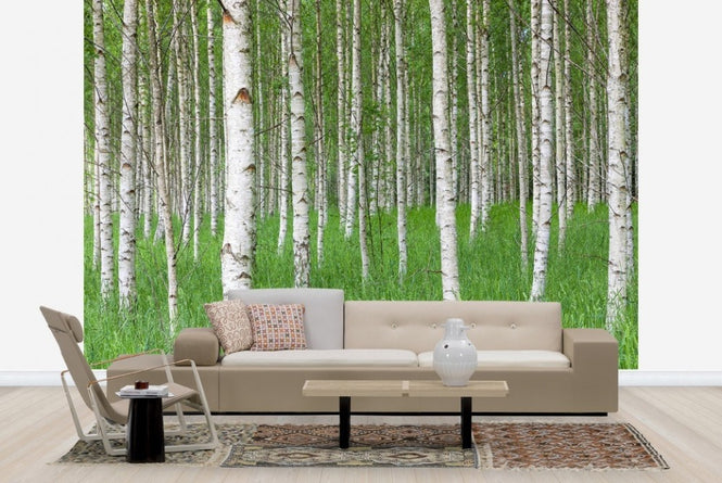 PHOTOWALL / Birch Forest &amp; Green Grass (e23072)