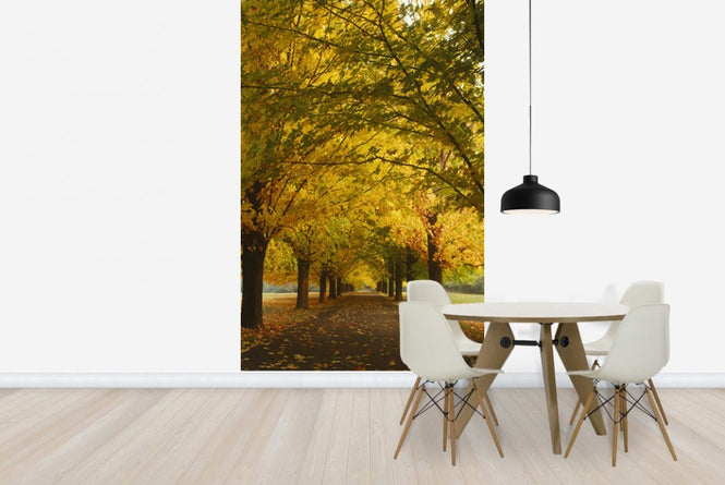 PHOTOWALL / Yellow Sugar Maple Alley (e23510)