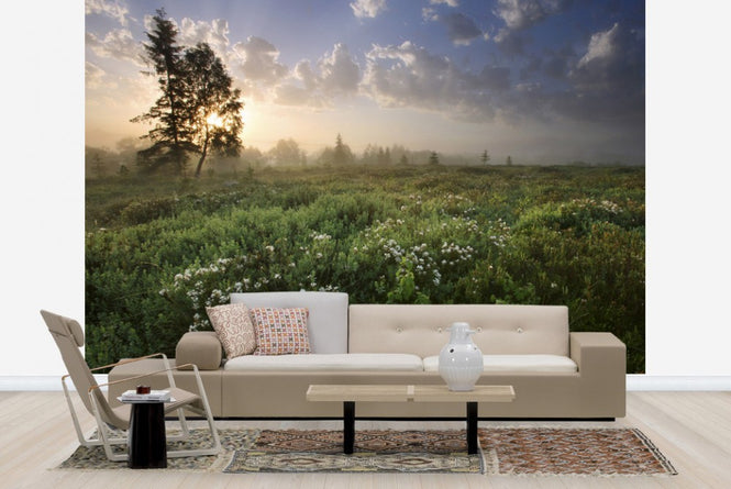PHOTOWALL / Delightful Meadow at Dawn (e23604)