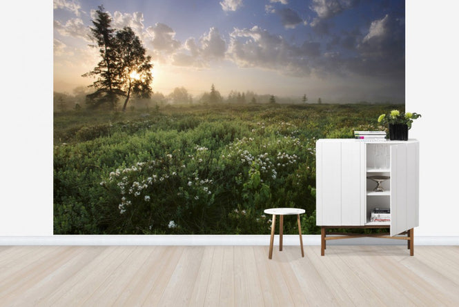 PHOTOWALL / Delightful Meadow at Dawn (e23604)