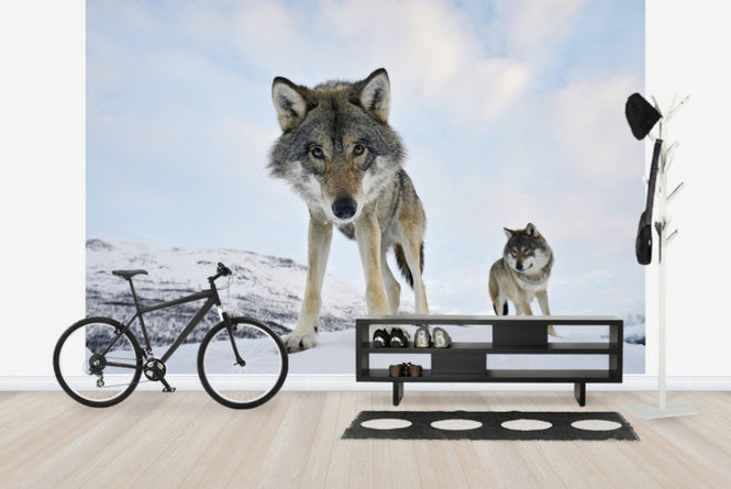 PHOTOWALL / Interested Grey Wolf (e23646)