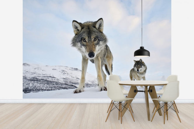 PHOTOWALL / Interested Grey Wolf (e23646)