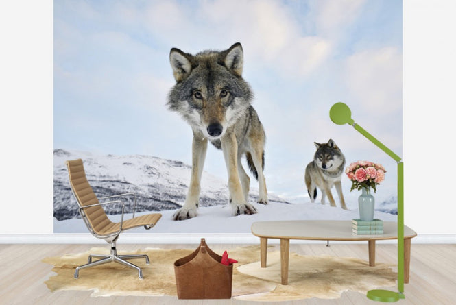 PHOTOWALL / Interested Grey Wolf (e23646)
