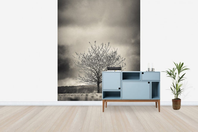 PHOTOWALL / Tree in Halland - Sweden (e23695)