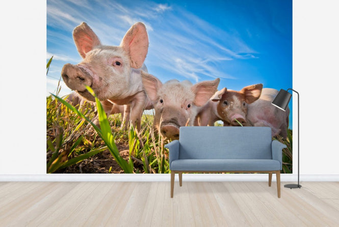 PHOTOWALL / Nosy (e40150)
