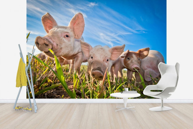 PHOTOWALL / Nosy (e40150)