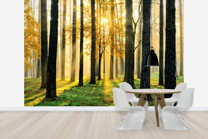 PHOTOWALL / Morning Scene (e40147)