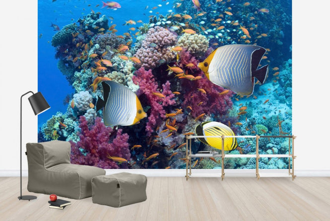PHOTOWALL / Butterfly Fish (e23953)
