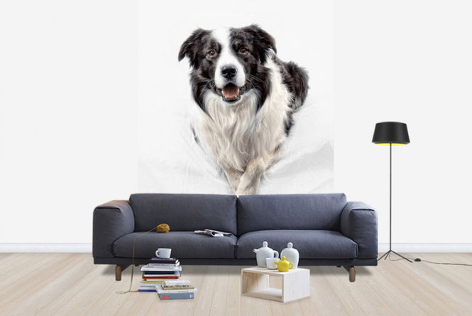 PHOTOWALL / Border Collie (e24076)