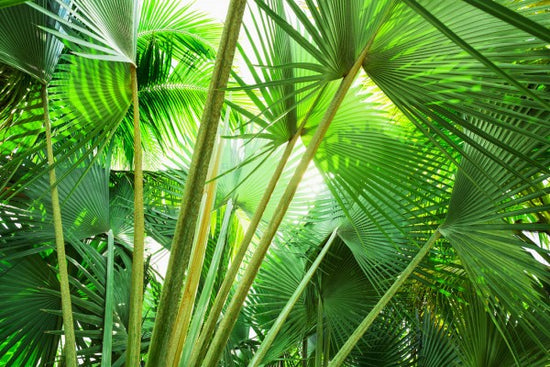PHOTOWALL / Palm Grove (e24106)