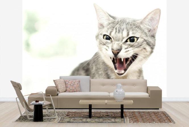 PHOTOWALL / Angry Cat (e24124)