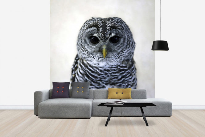 PHOTOWALL / Rufous Legged Owl (e24132)
