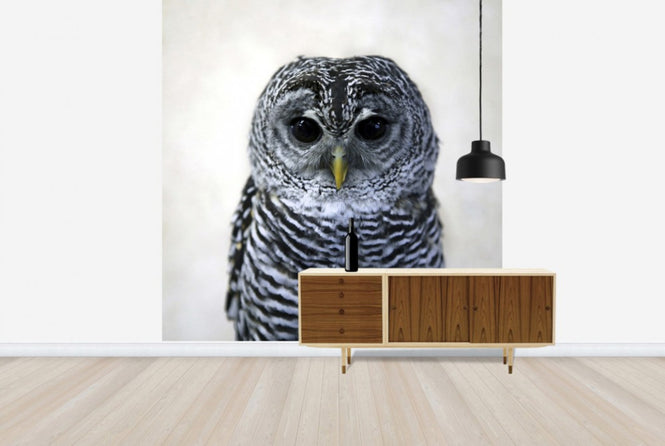 PHOTOWALL / Rufous Legged Owl (e24132)