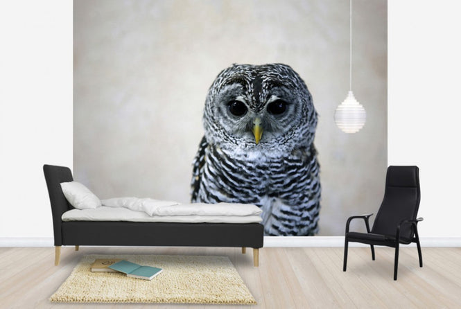 PHOTOWALL / Portrait of an Owl (e24357)
