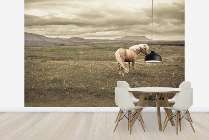 PHOTOWALL / Icelandic Horse (e24363)
