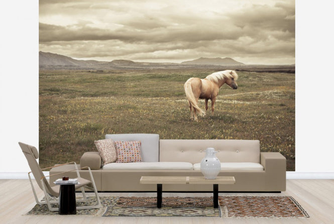 PHOTOWALL / Icelandic Horse (e24363)