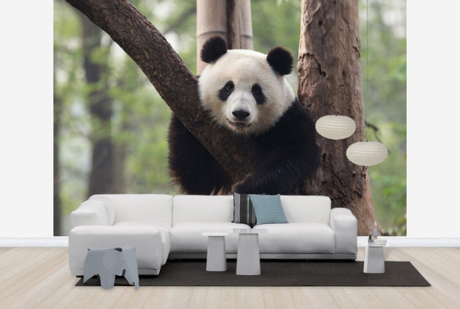 PHOTOWALL / Sweet Panda (e24364)