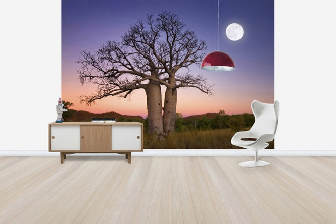 PHOTOWALL / Dancing Baobabs Kununurra (e24552)