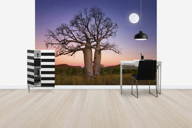 PHOTOWALL / Dancing Baobabs Kununurra (e24552)