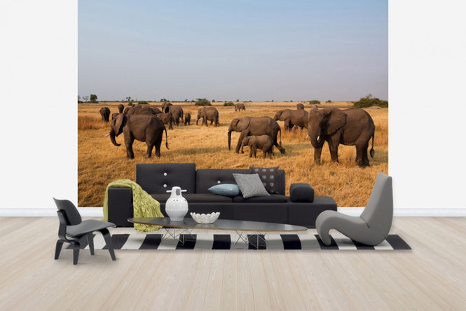 PHOTOWALL / African Elephant Herd (e24643)