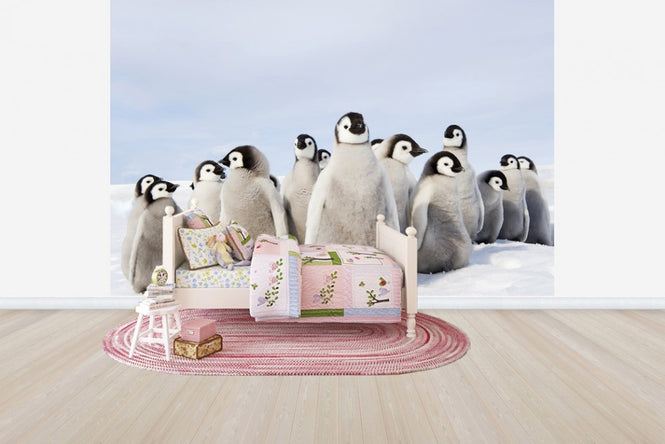 PHOTOWALL / Group of Emperor Penguin Chicks (e24653)