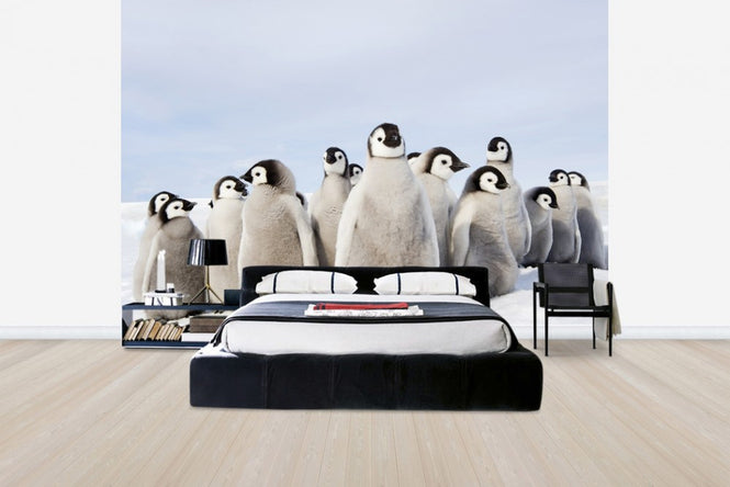 PHOTOWALL / Group of Emperor Penguin Chicks (e24653)