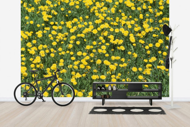 PHOTOWALL / Dandelion and Grass (e24902)