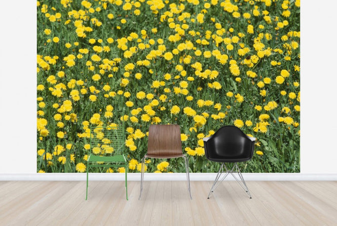PHOTOWALL / Dandelion and Grass (e24902)