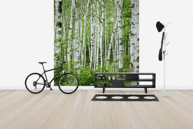 PHOTOWALL / Summer Birch Trees (e40386)