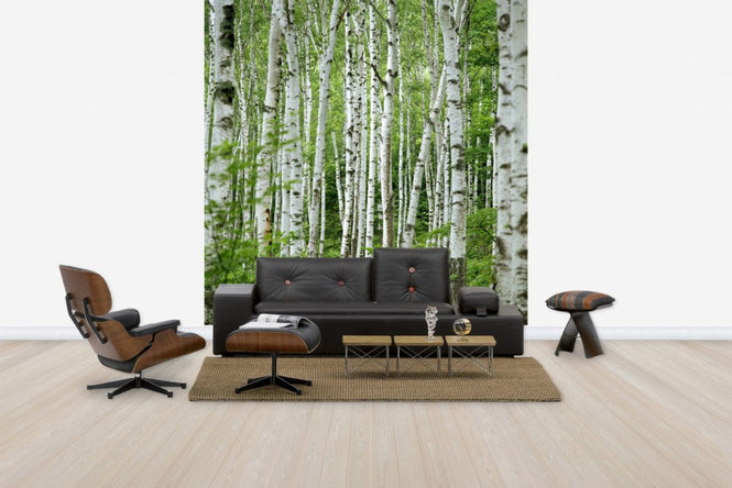 PHOTOWALL / Summer Birch Trees (e40386)