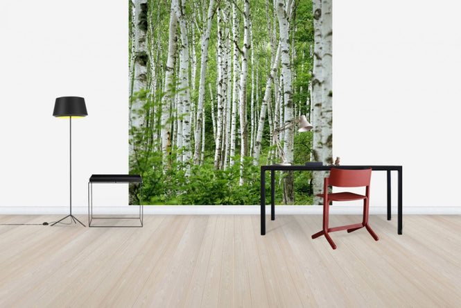 PHOTOWALL / Summer Birch Trees (e40386)