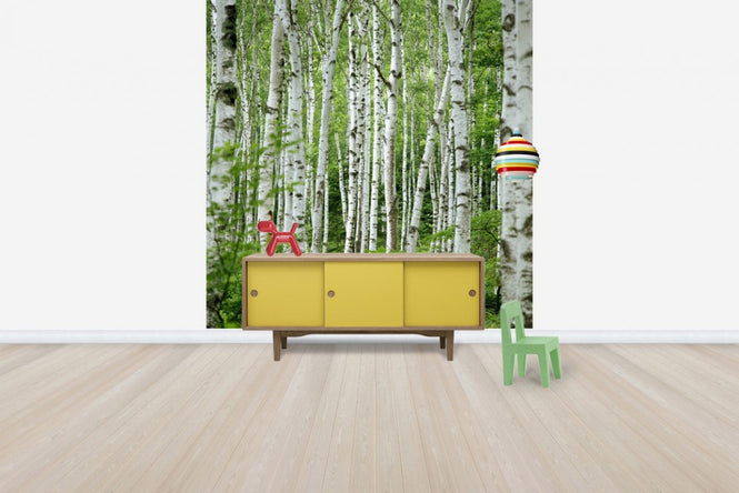 PHOTOWALL / Summer Birch Trees (e40386)
