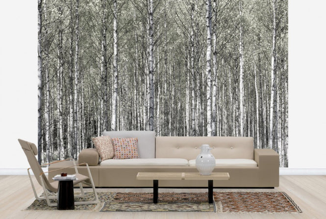 PHOTOWALL / Spring Birch Forest (e25109)