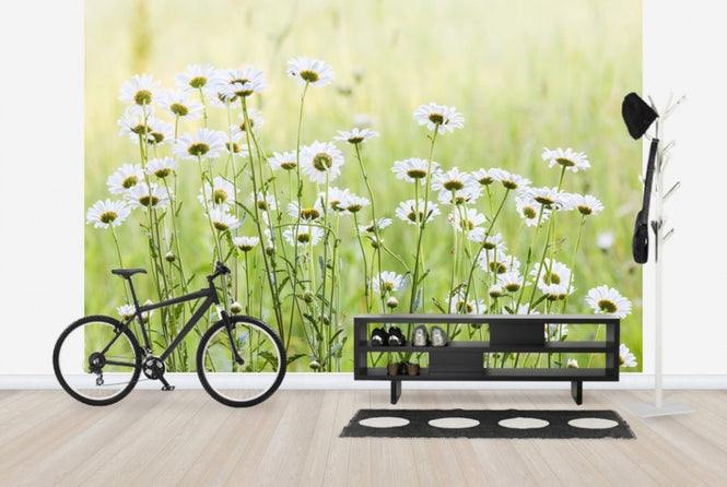 PHOTOWALL / Daisies (e25142)