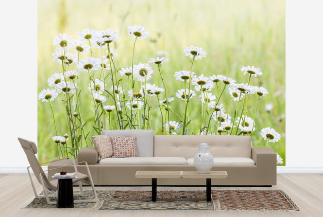 PHOTOWALL / Daisies (e25142)