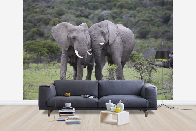 PHOTOWALL / Cuddling Elephants (e29578)