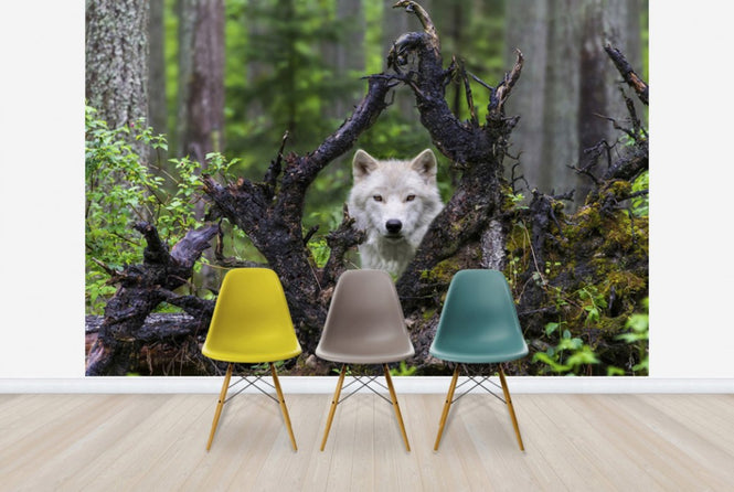 PHOTOWALL / Wolf (e29683)