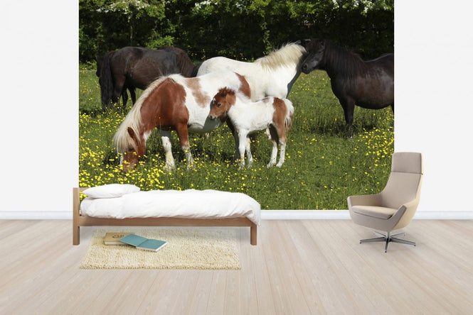 PHOTOWALL / Shetland Ponies (e29736)