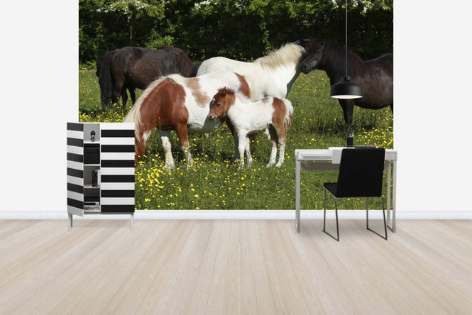 PHOTOWALL / Shetland Ponies (e29736)