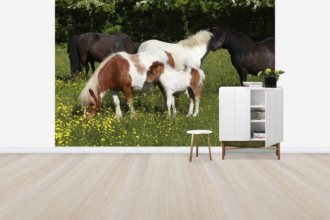 PHOTOWALL / Shetland Ponies (e29736)