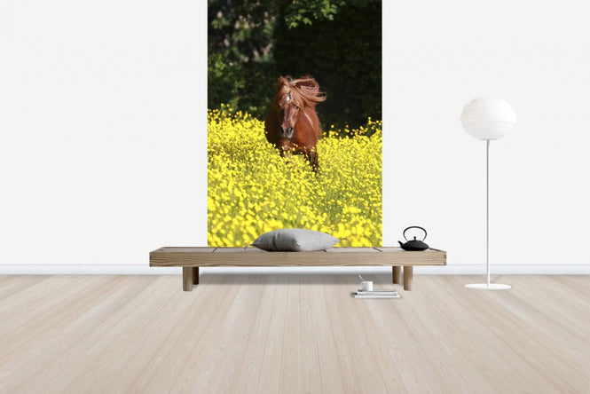 PHOTOWALL / Shetland Pony Running Through Buttercups (e29740)