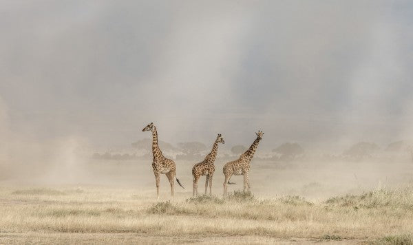 Zoom