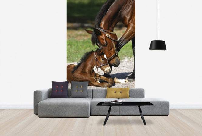 PHOTOWALL / Thoroughbred Horses Cuddling (e29756)